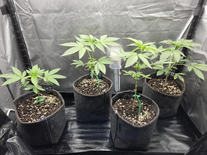 Z42. Week 4