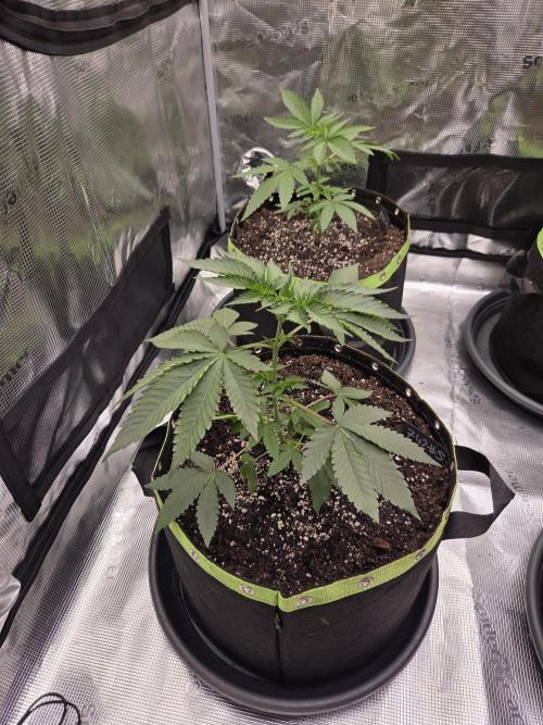 Z42 from FastBuds. Week 5 - 20.5
