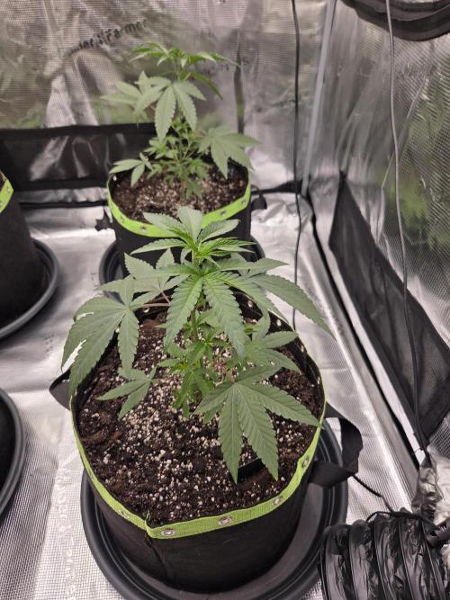 Z42 from FastBuds. Week 5 - 20.5