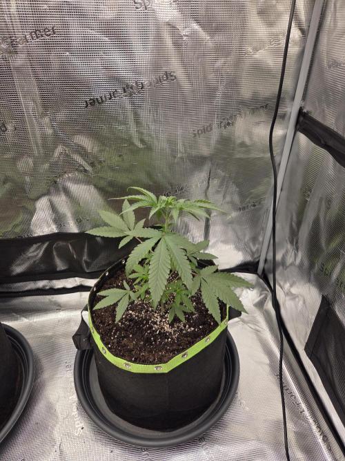 Z42 from FastBuds. Week 5 - 20.5