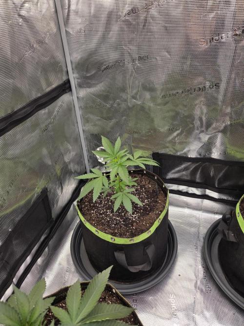 Z42 from FastBuds. Week 5 - 20.5