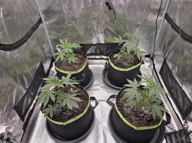 Z42. Week 5