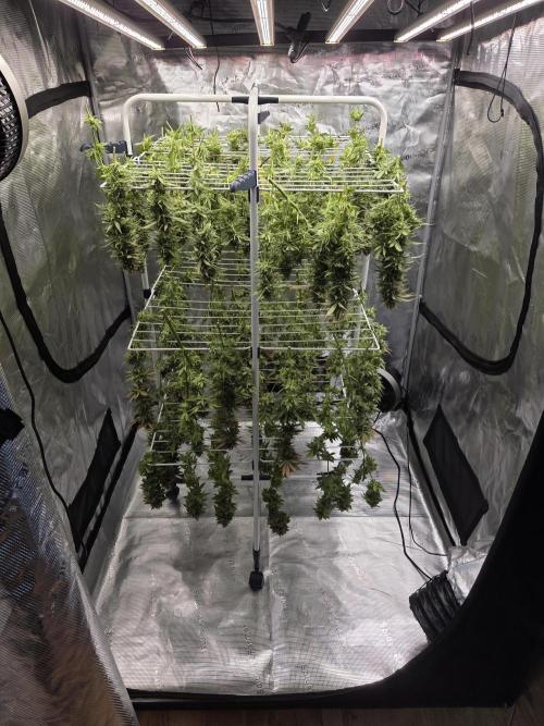 Purple Kush. Week 20