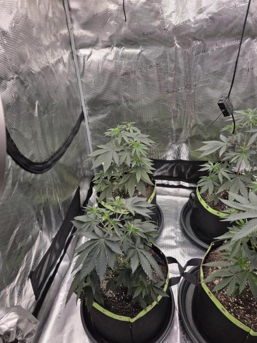 Z42 from FastBuds. Week 6 - 1.6