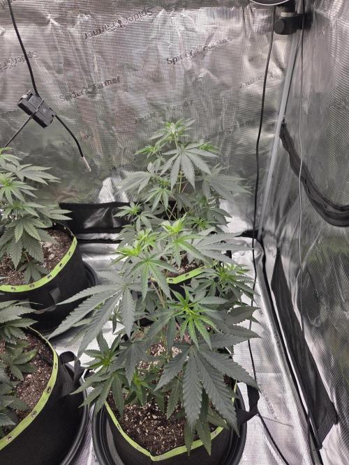 Z42 from FastBuds. Week 6 - 1.6