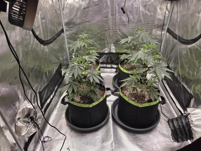 Z42 from FastBuds. Week 6 - 1.6