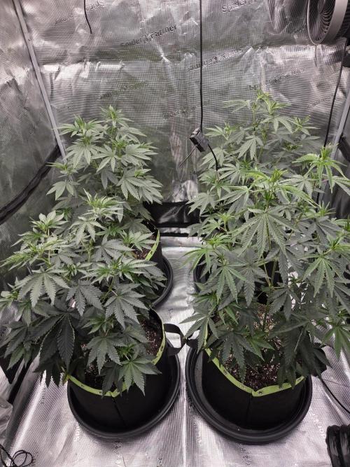 Z42 from FastBuds. Week 7