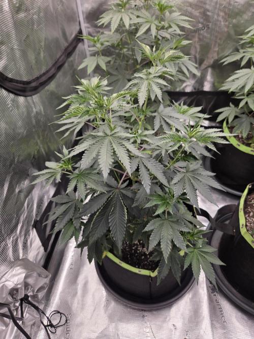 Z42 from FastBuds. Week 7