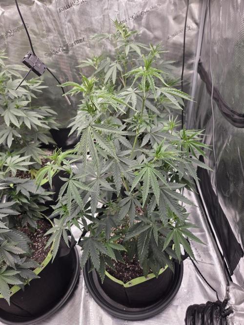 Z42 from FastBuds. Week 7