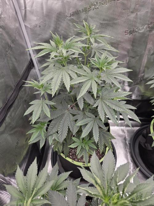Z42 from FastBuds. Week 7