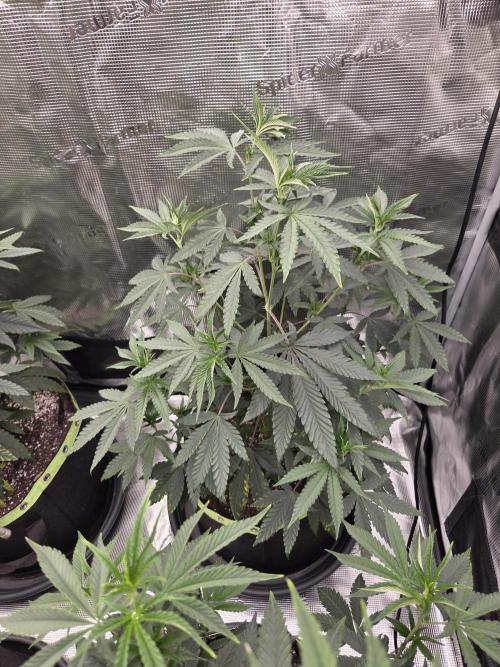 Z42 from FastBuds. Week 7