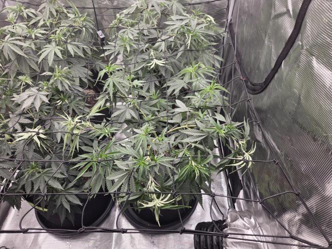 Z42 from FastBuds. Week 8 - 20.6