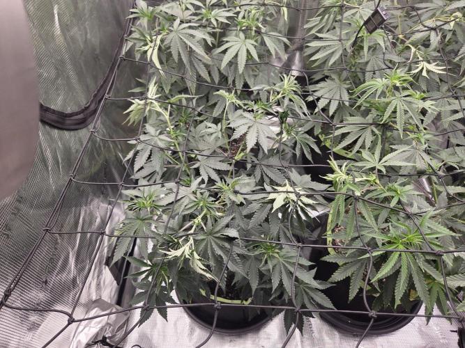 Z42 from FastBuds. Week 8 - 20.6