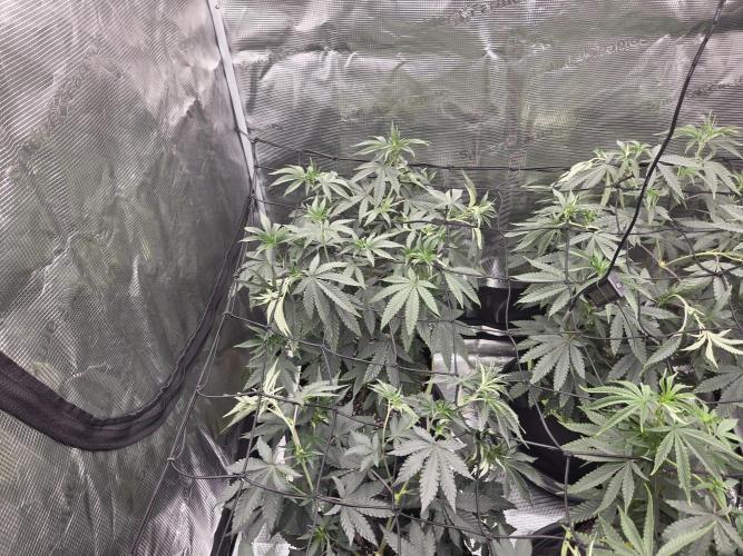 Z42 from FastBuds. Week 8 - 20.6