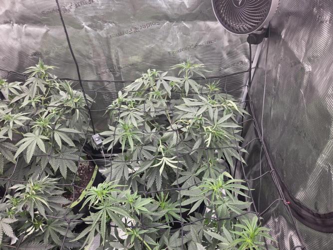 Z42. Week 8