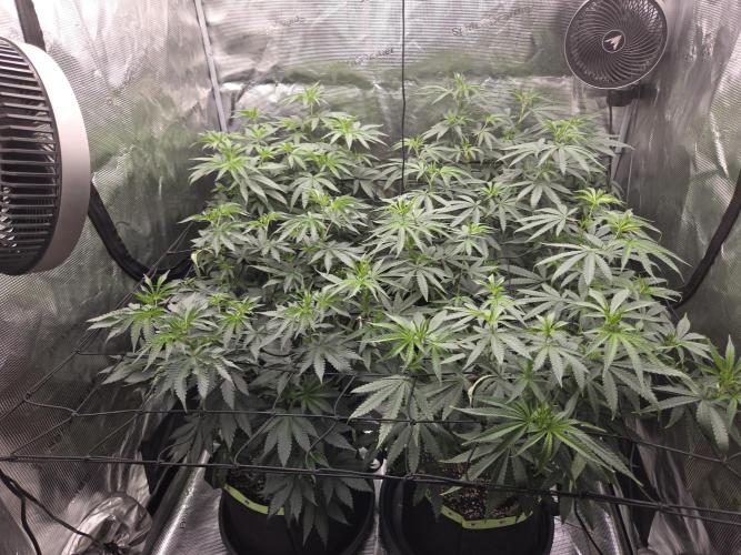 Z42 from FastBuds. Week 9 - 29.6   tag 4