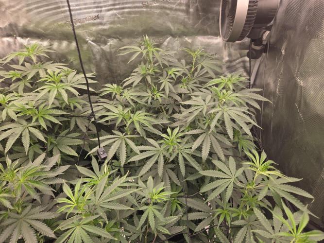Z42 from FastBuds. Week 9 - 29.6   tag 4