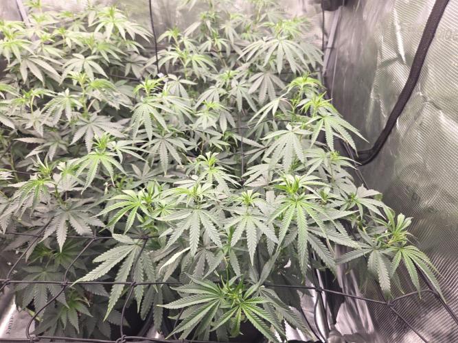Z42 from FastBuds. Week 9 - 29.6   tag 4