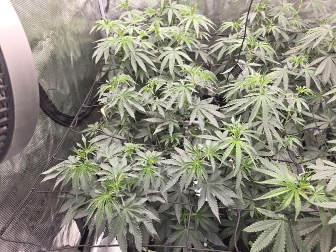 Z42 from FastBuds. Week 9 - 29.6   tag 4