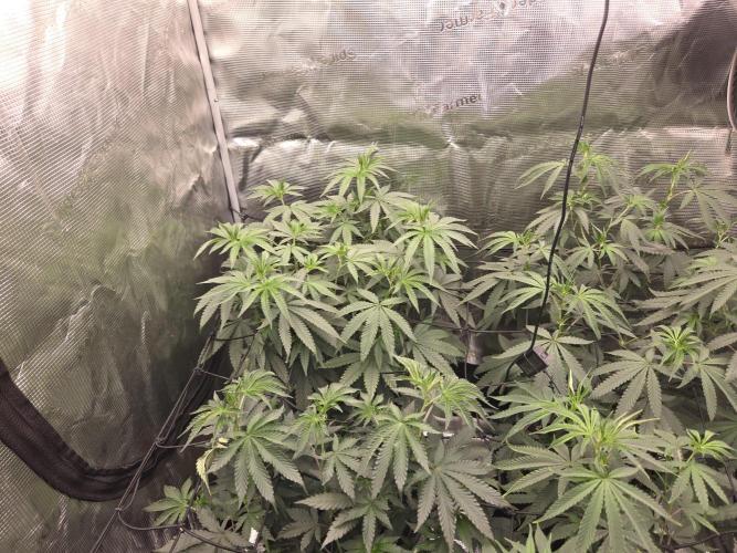 Z42 from FastBuds. Week 9 - 29.6   tag 4
