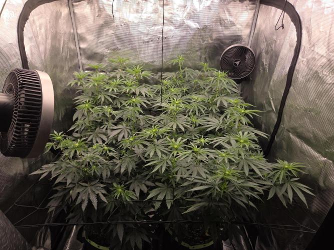 Z42 from FastBuds. Week 10 - 6.7