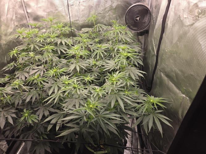 Z42 from FastBuds. Week 10 - 6.7