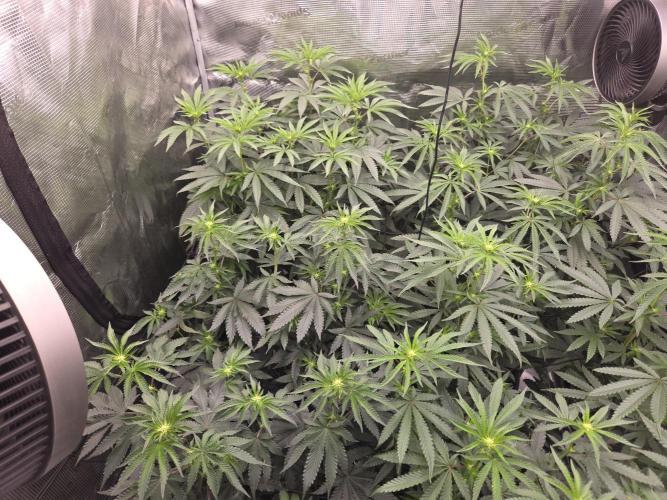 Z42 from FastBuds. Week 10 - 6.7