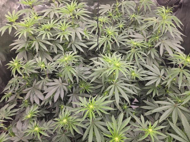 Z42. Week 10