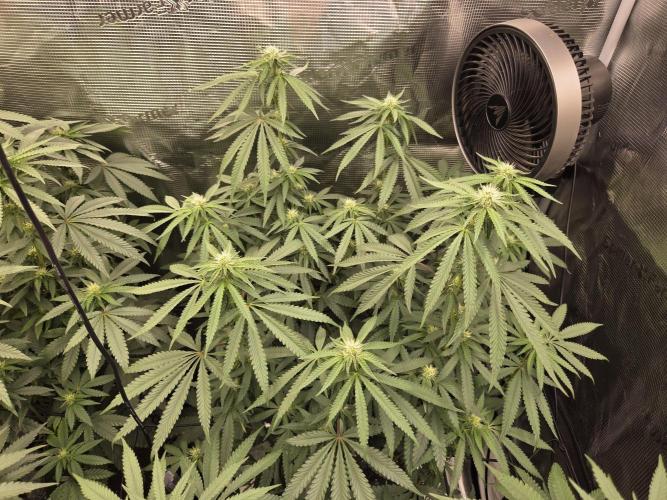 Z42 from FastBuds. Week 11