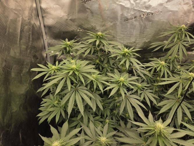 Z42 from FastBuds. Week 11