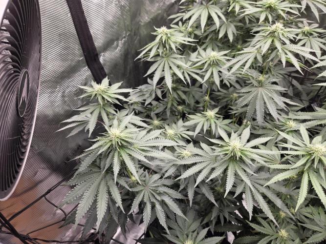 Z42 from FastBuds. Week 11