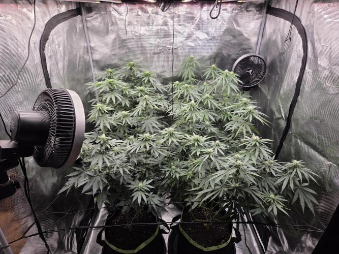 Z42 from FastBuds. Week 11