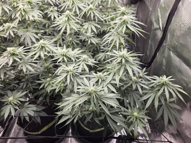 Z42. Week 11
