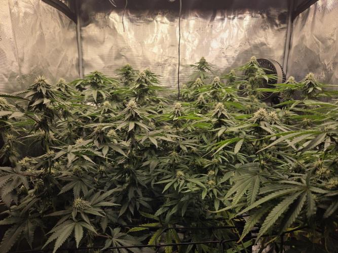 Z42 from FastBuds. Week 12 - 22.7