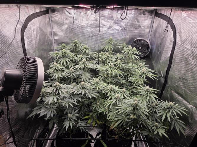 Z42 from FastBuds. Week 12 - 22.7