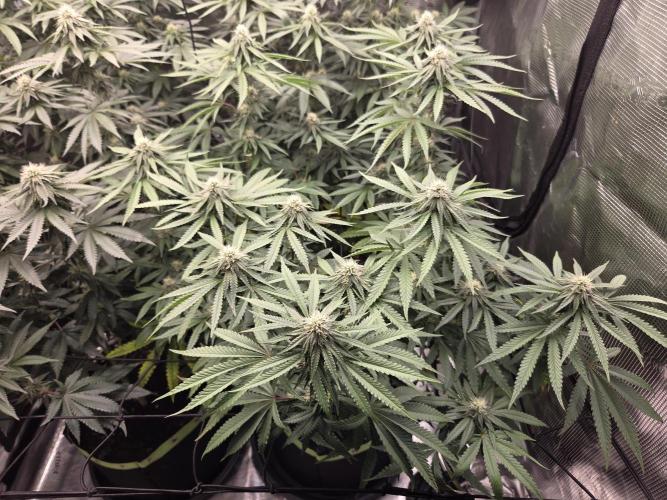 Z42 from FastBuds. Week 12 - 22.7