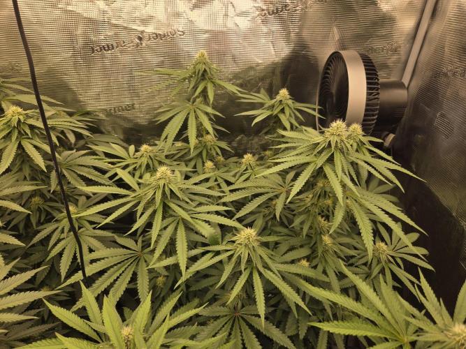 Z42 from FastBuds. Week 12 - 22.7