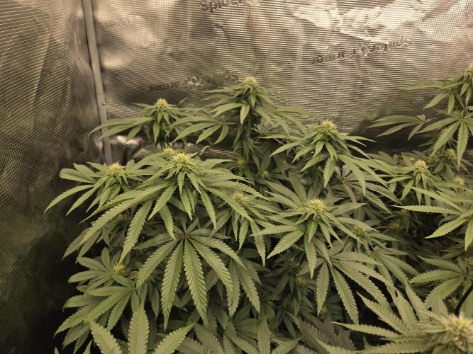 Z42 from FastBuds. Week 12 - 22.7