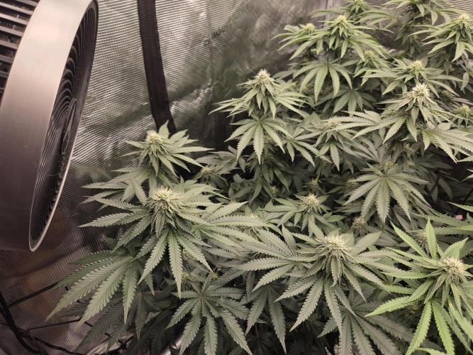 Z42. Week 12