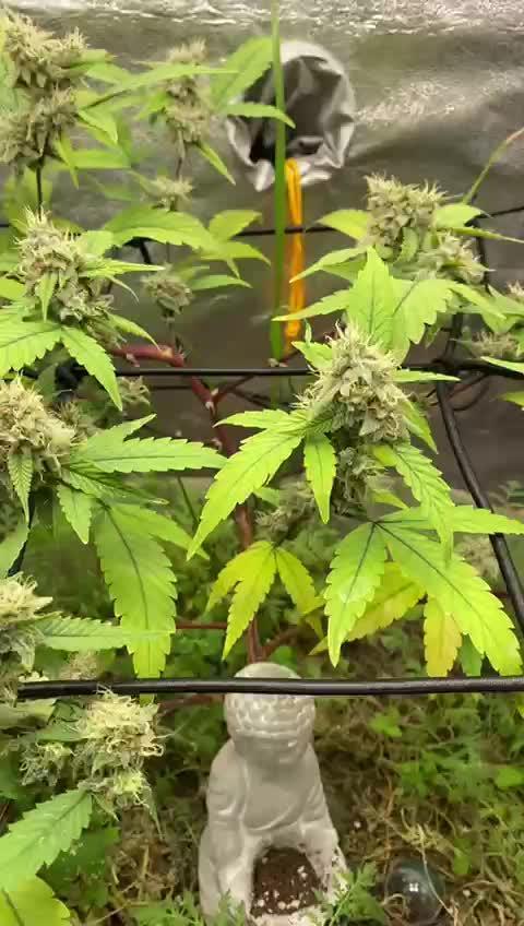 Blueberry muffin - HSC (Clone)