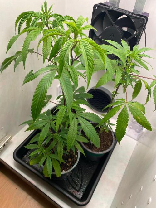 Cap Junky (Seed Junky Genetics Cut). Week 1