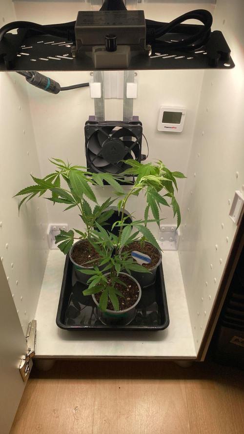 Cap Junky (Seed Junky Genetics Cut). Week 1