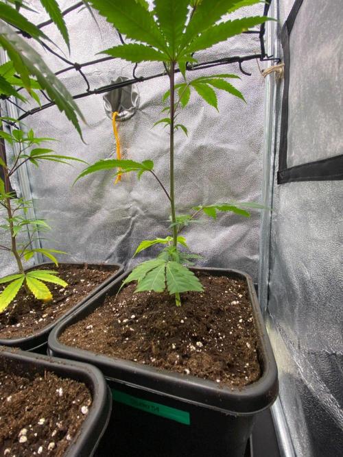 Studio 54 (Deep East x Doja clone). Week 2