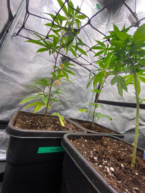 Cap Junky (Seed Junky Genetics Cut). Week 2
