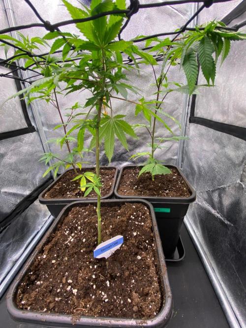 Ice Cream Cake (Clone by Seed Junky Gen). Week 2