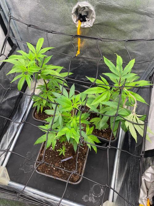 Ice Cream Cake (Clone by Seed Junky Gen). Week 2