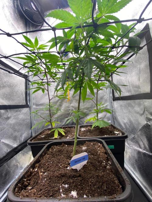 Ice Cream Cake (Clone by Seed Junky Gen). Week 3