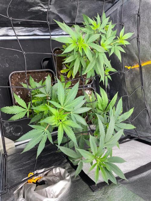 Ice Cream Cake (Clone by Seed Junky Gen). Week 3