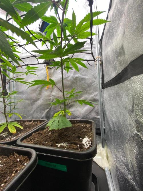 Studio 54 (Deep East x Doja clone). Week 3