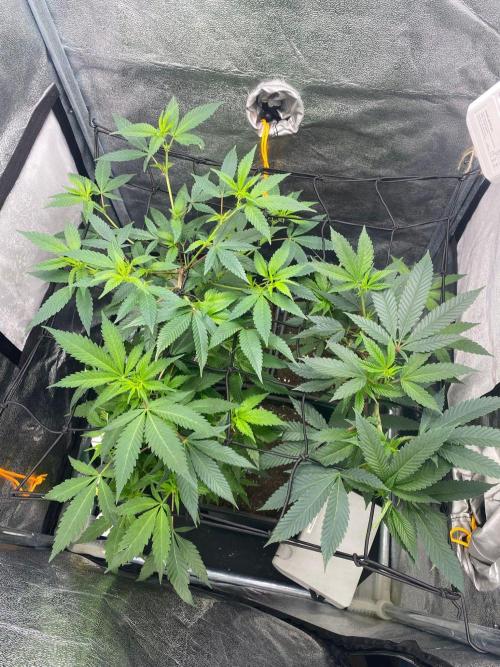 Studio 54 (Deep East x Doja clone). Week 4